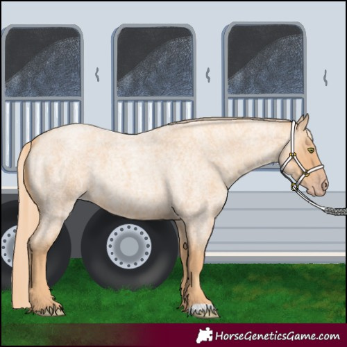 Horse Color:Gold Champagne Roan 