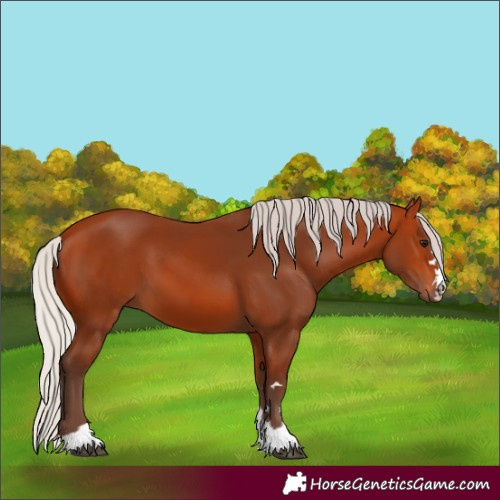 Horse Color:Silver Bay 