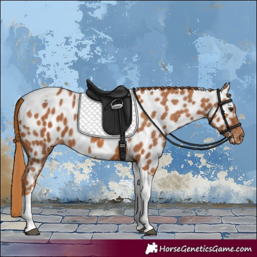 Horse Color:Chestnut Tobiano Appaloosa
