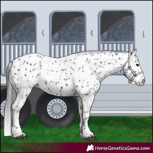 Horse Color:Black Appaloosa 
