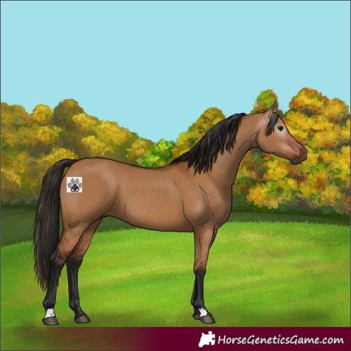 Horse Color:Gray Bay Dun 