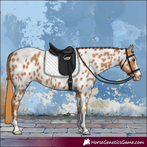 Horse Color:Chestnut Appaloosa 