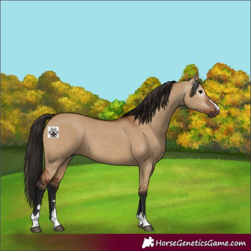 Horse Color:Gray Bay Dun 