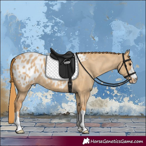 Horse Color:Red Dun Appaloosa 