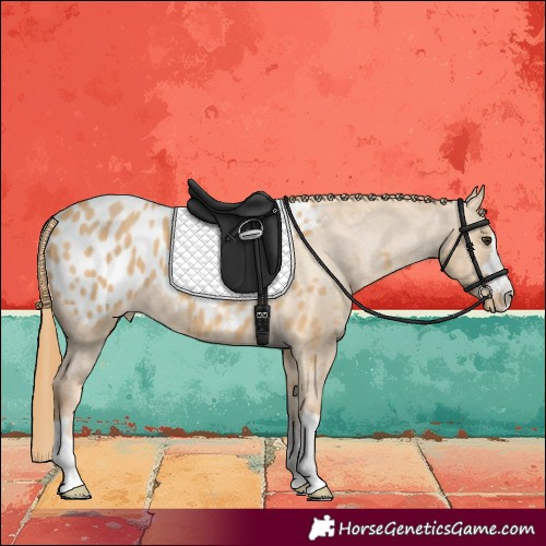 Horse Color:Red Dun Blanket