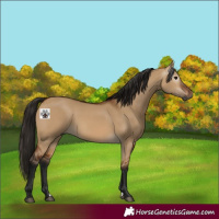 Horse Color:Gray Bay Dun 