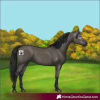 Horse Color:Gray Grullo