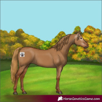 Horse Color:Gray Red Dun 