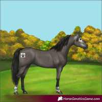 Horse Color:Gray Grullo and Gray Grullo