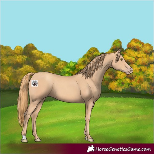 Horse Color:Gold Champagne 