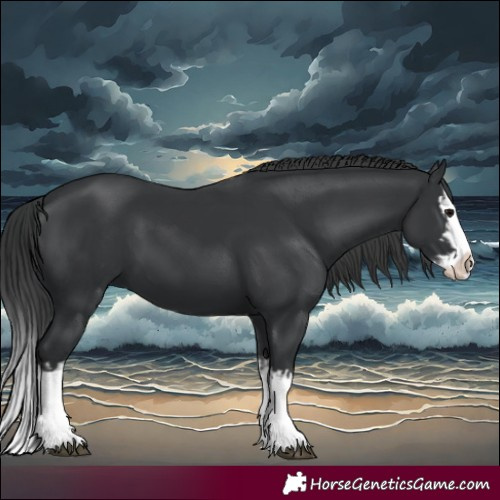 Horse Color:Black Splash and Black Splash