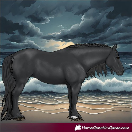 Horse Color:Black 