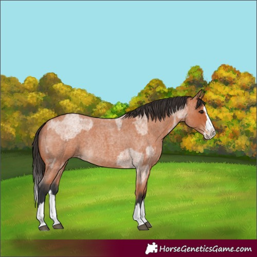 Horse Color:Bay Roan Splash and Bay Roan Splash Rabicano