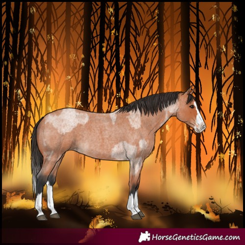 Horse Color:Bay Roan Splash and Bay Roan Splash Rabicano