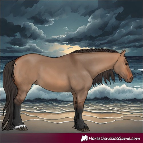 Horse Color:Bay Dun 