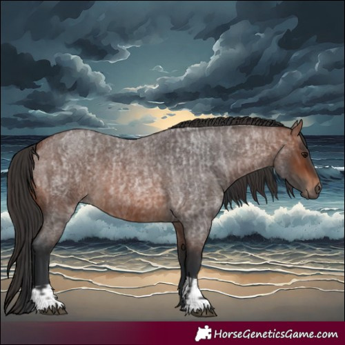 Horse Color:Brown Roan and Brown Roan
