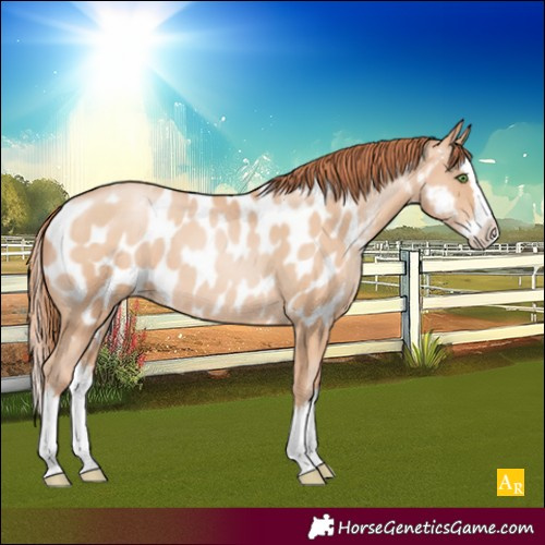 Horse Color:Classic Champagne Pearl Sabino Splash Appaloosa Rabicano 