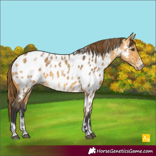 Horse Color:Powder White Buckskin Dun Appaloosa 