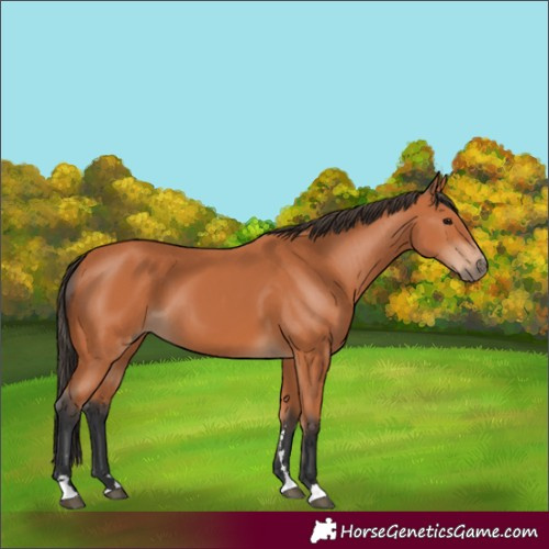 Horse Color:Bay 