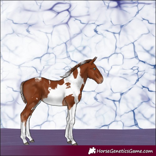 Horse Color:Chestnut Tobiano 