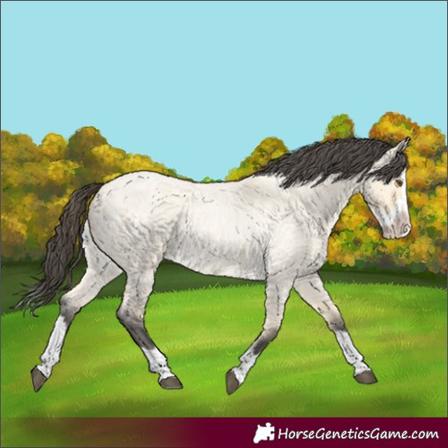 Horse Color:Buckskin Roan Dun Splash 