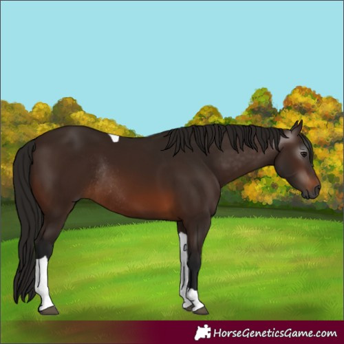 Horse Color:Gray Bay Tobiano Rabicano