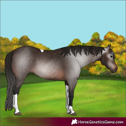 Horse Color:Gray Bay Tobiano Rabicano 