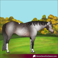 Horse Color:Gray Bay Tobiano Rabicano 