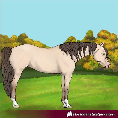 Horse Color:Amber Champagne Dun