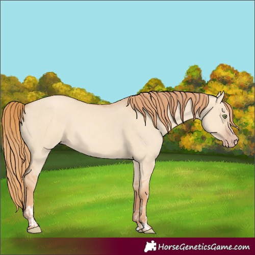 Horse Color:Gold Champagne Dun  and Gold Champagne Dun 