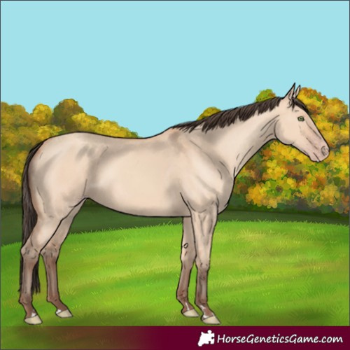 Horse Color:Amber Champagne Dun 