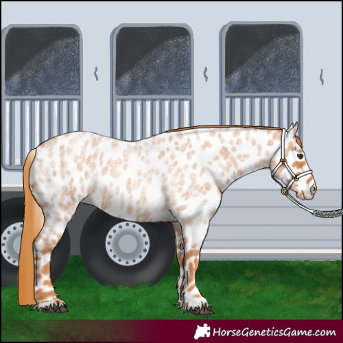 Horse Color:Red Roan Appaloosa 