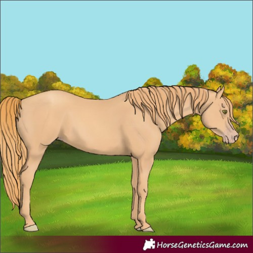 Horse Color:Gold Champagne Rabicano