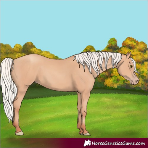 Horse Color:Silver Amber Champagne Rabicano