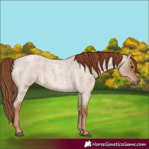 Horse Color:Red Dun Roan 