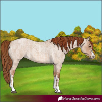 Horse Color:Red Dun Roan  and Red Dun Roan 