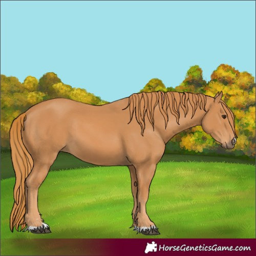 Horse Color:Chestnut 