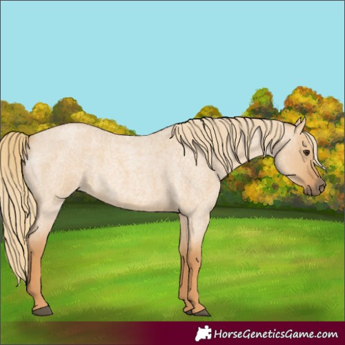 Horse Color:Red Dun Roan 