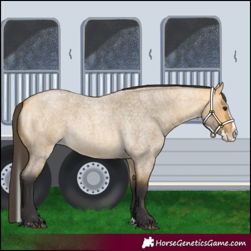 Horse Color:Buckskin Roan Dun Splash 