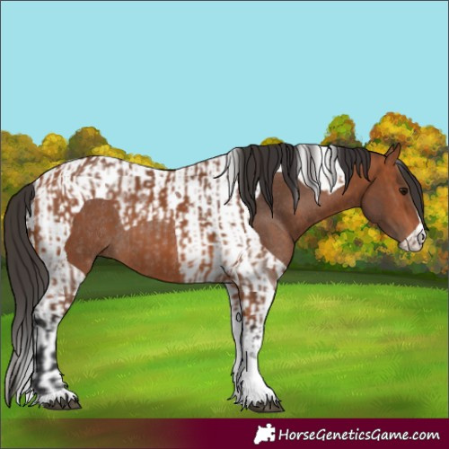 Horse Color:Bay Tobiano Rabicano  and Bay Tobiano Rabicano 