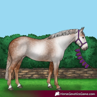 Horse Color:Gray Chestnut 