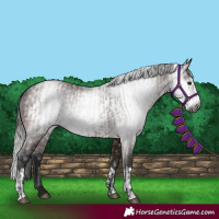 Horse Color:Gray Bay  and Gray Bay Frame 