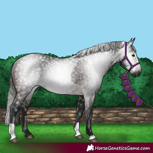 Horse Color:Gray Bay  and Gray Bay Rabicano 