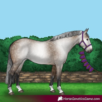Horse Color:Gray Bay Dun