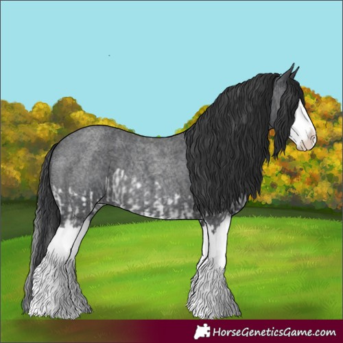 Horse Color:Blue Roan Splash and Blue Roan Splash