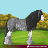 Horse Color:Blue Roan Splash and Blue Roan Splash
