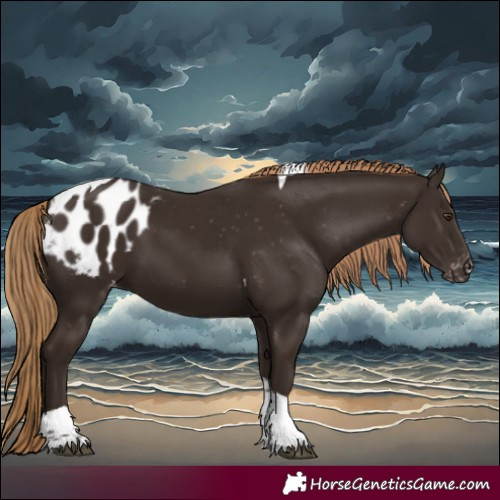 Horse Color:Liver Chestnut Tobiano Appaloosa 