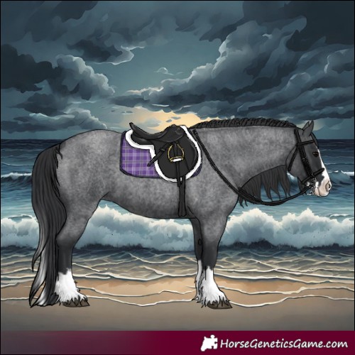 Horse Color:Blue Roan Splash 