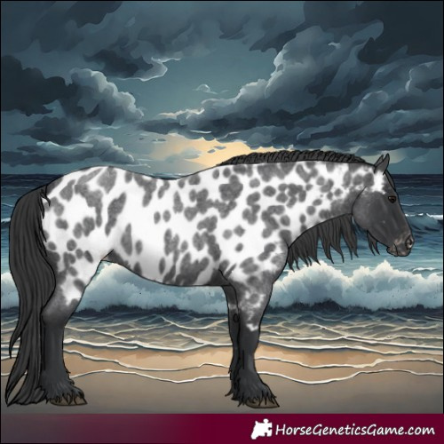 Horse Color:Blue Roan Appaloosa