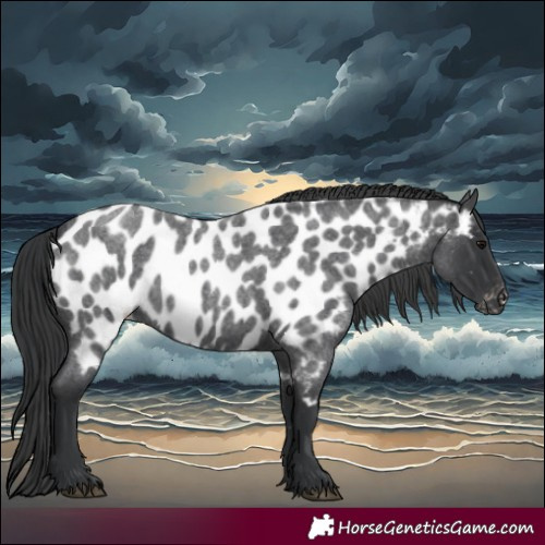 Horse Color:Blue Roan Appaloosa 